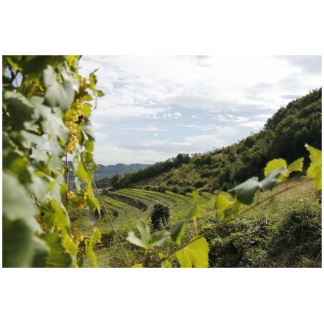 Prosecco